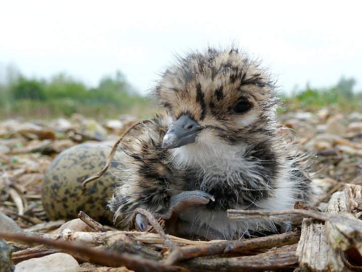 Lapwing WWT.jpg